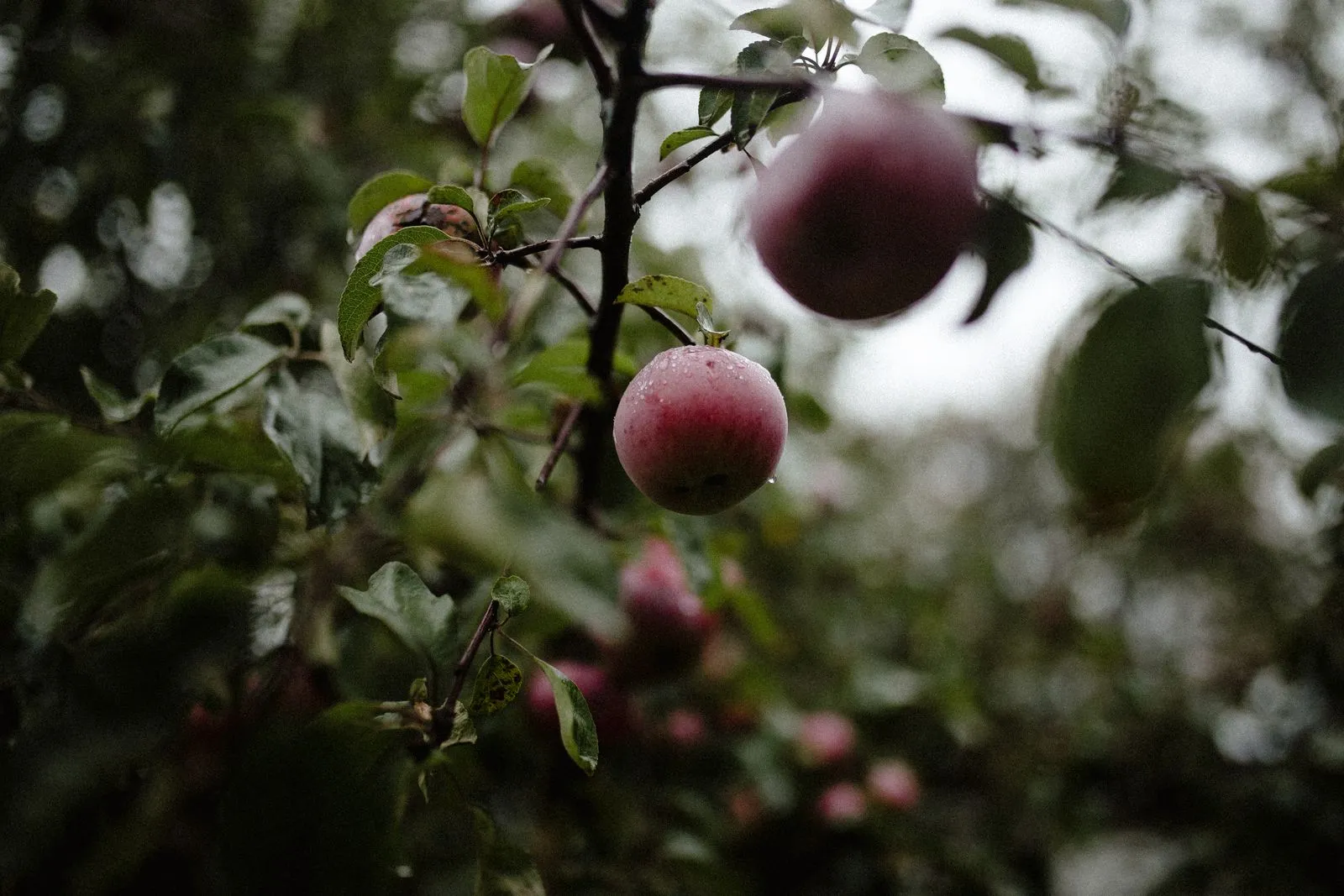 How to Pair Dry Cider with Food