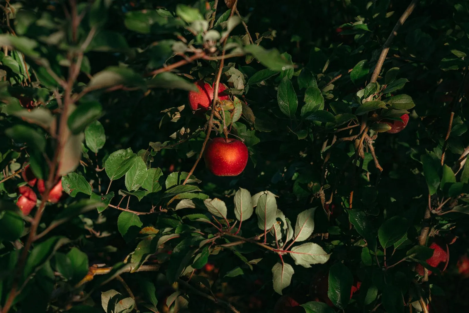 Beautiful ripe apples on branches with lush green leaves in a fall orchard.